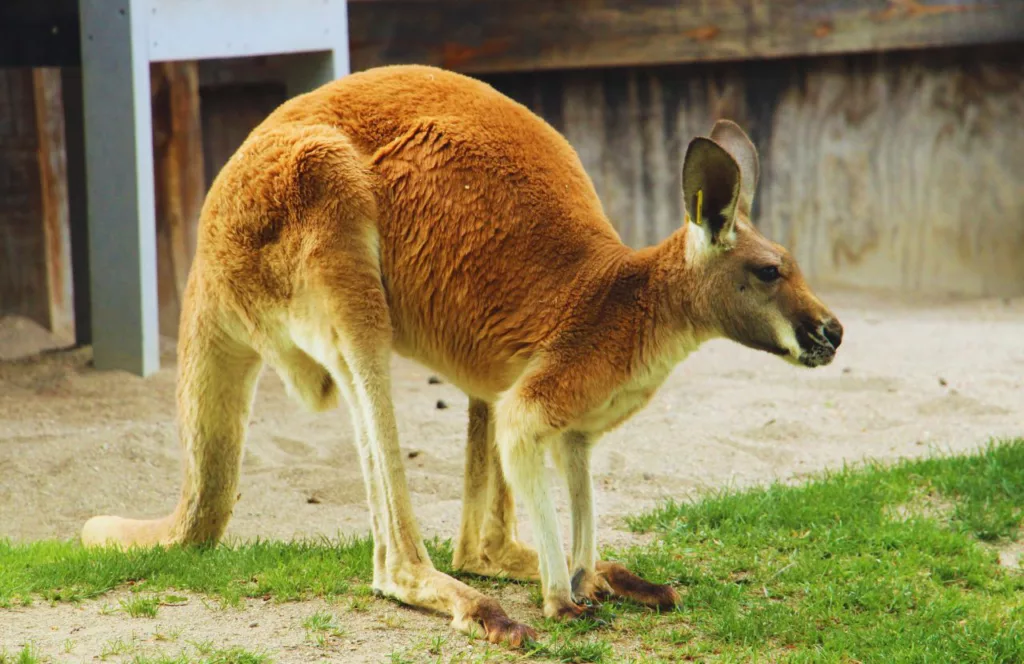 The Kangaroo is one of the animals at Busch Gardens