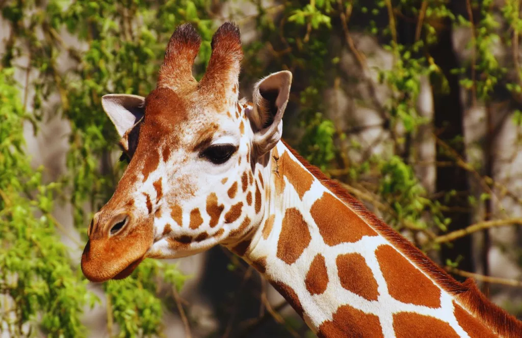 Photo of a  giraffe which is one of the animals at Busch Gardens. Keep reading to find out more about Busch Gardens Tampa restaurants.