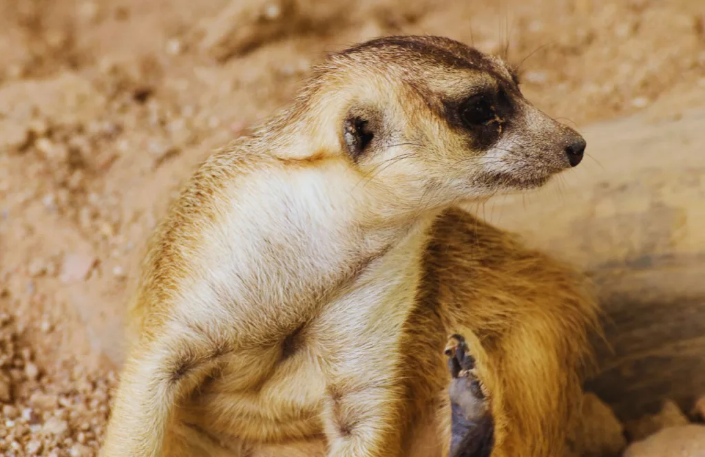 The meerkat is one of the animals at Busch Gardens