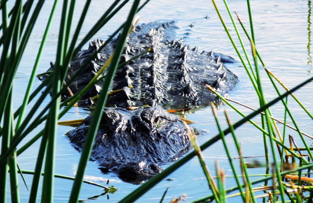 Alligator in the water on Airboat adventure tour through Florida Everglades. One of the most fun things to do in Orlando, Florida