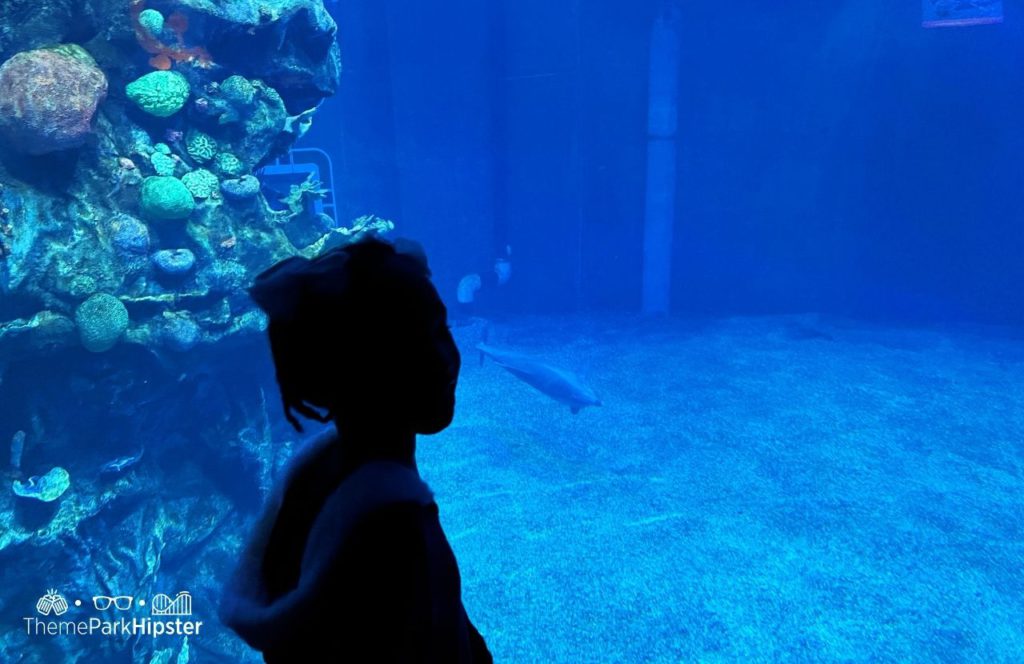 Epcot Theme Park Disney World the Aquarium at The Seas with Nemo and Friends
