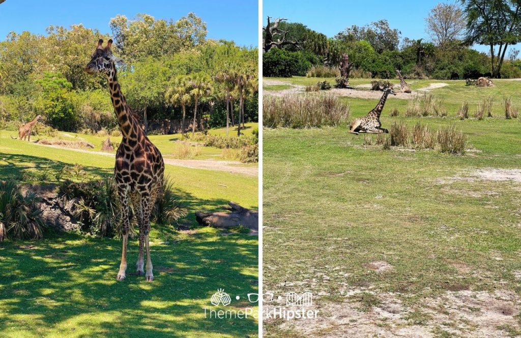 Africa Kilimanjaro Safaris Giraffe Disney Animal Kingdom Theme Park. Keep reading to get the full guide on doing Disney alone and having a solo trip to Animal Kingdom.