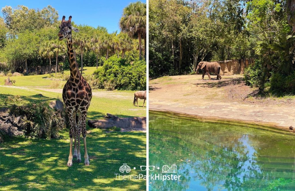 Africa Kilimanjaro Safaris Giraffe Disney Animal Kingdom Theme Park