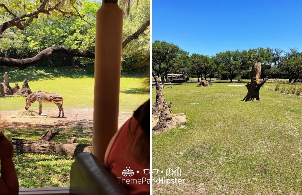 Africa Kilimanjaro Safaris Zebra Disney Animal Kingdom Theme Park