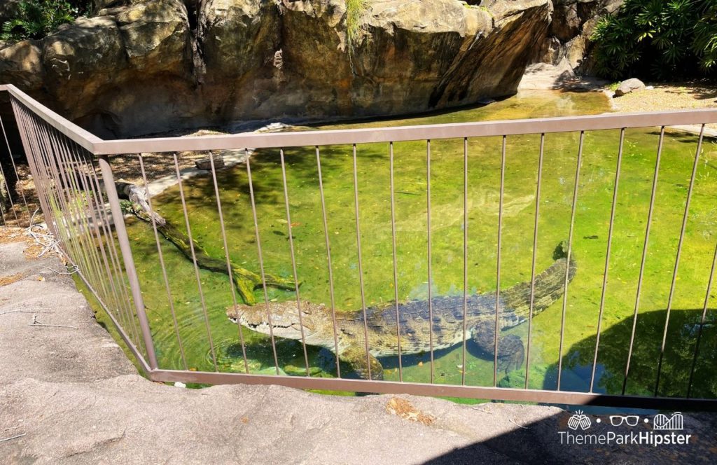Dinoland Crocodile Disney Animal Kingdom Theme Park