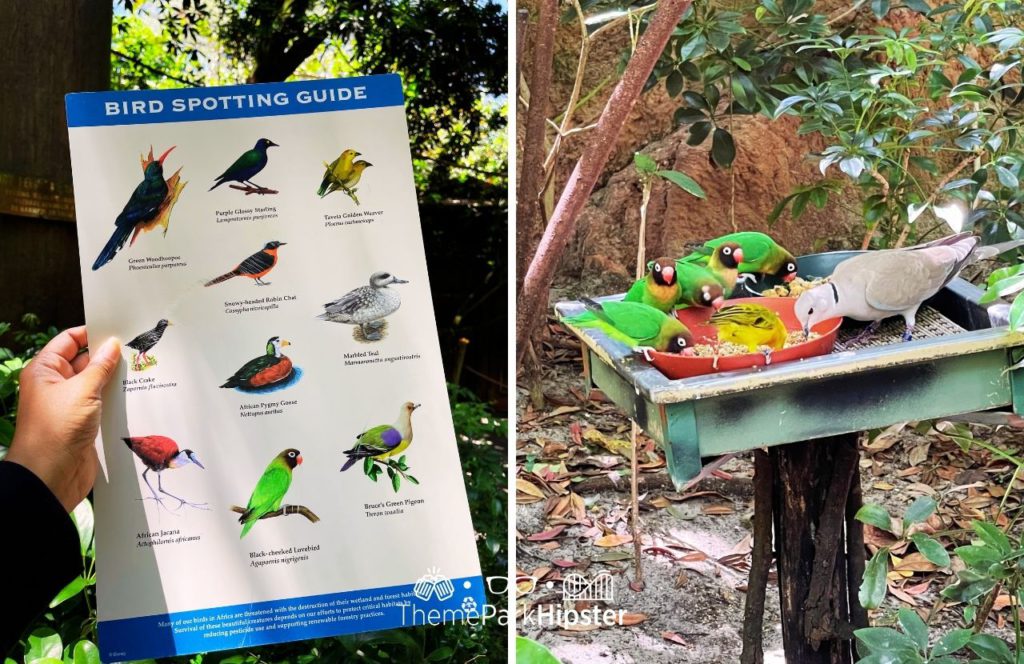 Gorilla Falls Exploration Trail bird spotting Disney Animal Kingdom Theme Park. Keep reading to get the best Animal Kingdom tips.
