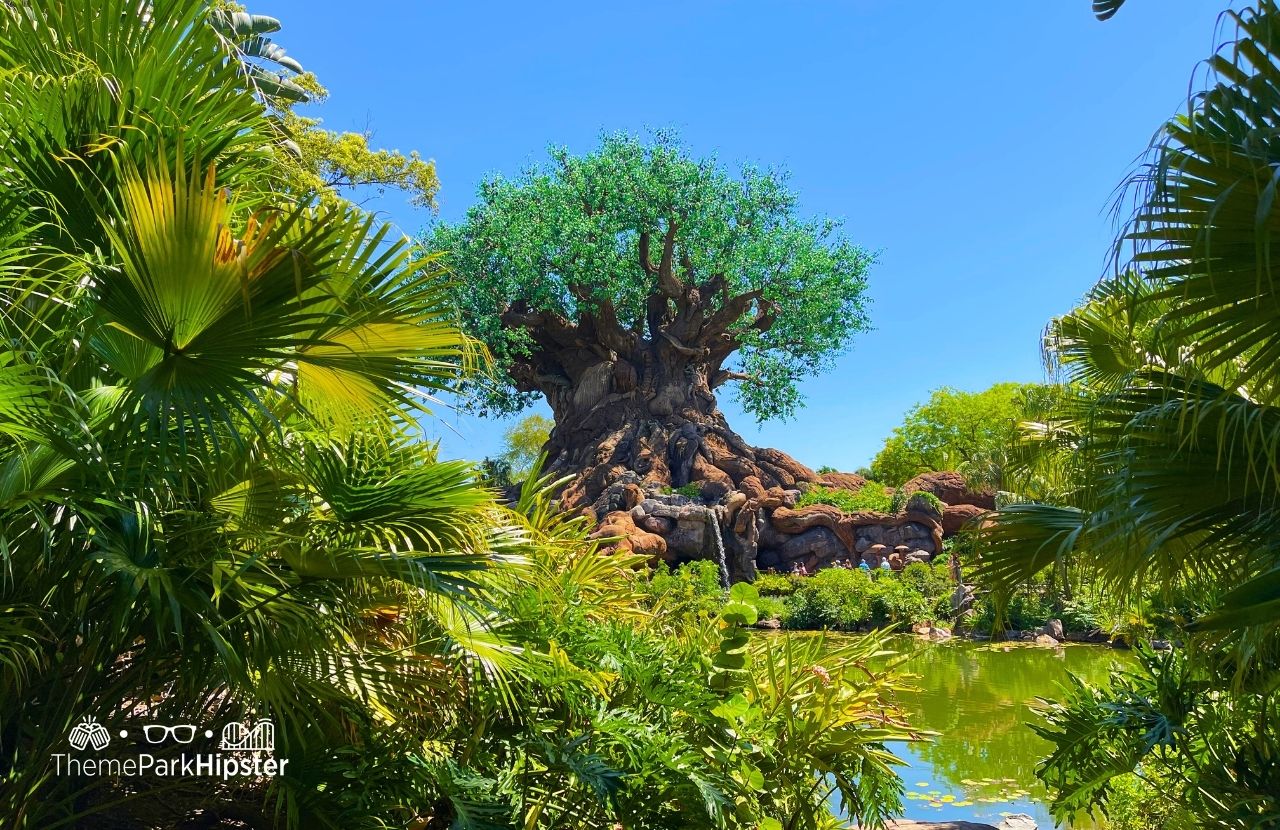 Tree of Life Disney Animal Kingdom Theme Park. Best rides for solo travelers.