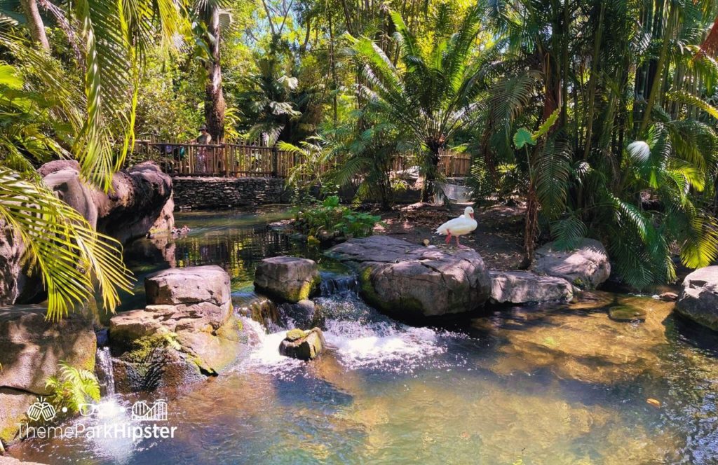 Waterfall Lagoon Disney Animal Kingdom Theme Park Oasis Area