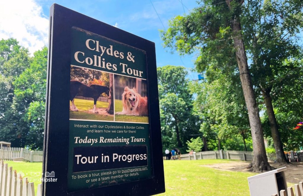 Scotland Clydesdales Horse and Collies Dog Tour at Busch Gardens Williamsburg, Virginia. Keep reading to find out all you need to know about visiting Busch Gardens in Williamsburg Virginia.